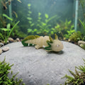 dolibarr:2549:BCL-AC-CRE-AXGG-Axolotl - Glow Green SF-Photoroom.jpg:sha256=ddbf91eaf5ffb7832ebf1d3c671d455490c7a1b6a1c9aac19bc78bbea8106de2