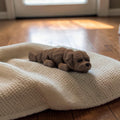 dolibarr:1808:BCL-AC-CRE-DDOC-Chocolate Doodle FlexiSF-Photoroom.jpg:sha256=a31a19152758