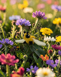 dolibarr:2317:BCL-AC-CRE-N2BE-Nano BeeSF-Photoroom.jpg:sha256=021337c61453
