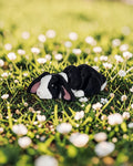 dolibarr:2160:BCL-AC-CRE-N2BF-Nano Floppy Eared Bunny - MulticolorSQ-Photoroom.jpg:sha256=83cf4dbb1b66