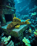 dolibarr:2259:BCL-AC-CRE-PLGN-Gold Nugget PlecoSF-Photoroom.jpg:sha256=9ba9b13bb5e2