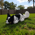 dolibarr:959:BCL-AC-FLX-DPAP-Papillion SQ-Photoroom.jpg:sha256=6b666a757538