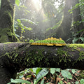 dolibarr:526:BCL-AC-KEY-BCHM-Baby Chameleon KeychainSF-Photoroom.jpg:sha256=f0e47c0d64ad