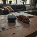 dolibarr:665:BCL-AC-KEY-DLAB-Labrador KeychainSQ-Photoroom.jpg:sha256=f89403b051e7