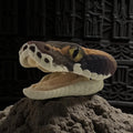dolibarr:844:BCL-AC-MAG-BPRR-Magnet - Ball Python Head-Photoroom.jpg:sha256=04be517ab5ee