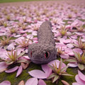 dolibarr:2420:BCL-AF-RPH-CBPV-PurpleVeilSQ-Photoroom.jpg:sha256=ef580230ab07