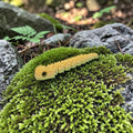 dolibarr:2415:BCL-AF-RPH-CBSP-Chibi Bush Viper 9in - SproutSF-Photoroom.jpg:sha256=a65eb1ca0001