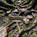 dolibarr:1252:BCL-AF-RPH-GBVP-Gaboon ViperSF-Photoroom.jpg:sha256=920c7e859a1e