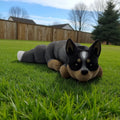dolibarr:998:Cattle Dog Flexi 2048x2048-Photoroom.jpg:sha256=4fcb97e3702698d41ca57e72fc1571212d1cdf147dd2ad364ed7471c2a91e193