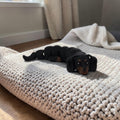 dolibarr:1003:Dachshund Flexi 2048x2048-Photoroom.jpg:sha256=95fd64df1766102204ee31965abc59f740b59c3b0255ac8ec0bfd20e1482d9a0