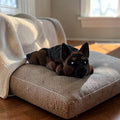 dolibarr:1055:German Shepherd Flexi 2048x2048-Photoroom.jpg:sha256=a1c94d3daa92dbe559a3687af5f2ae345766d72bcd4c53ecd4d68f8e6ef0a2d1