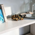 dolibarr:729:Nano Orange Betta Fish SF-Photoroom.jpg:sha256=60a8d7ac78ba0c11a32010935c7fcfa47e16d3423a4b5bfea2be368519650607
